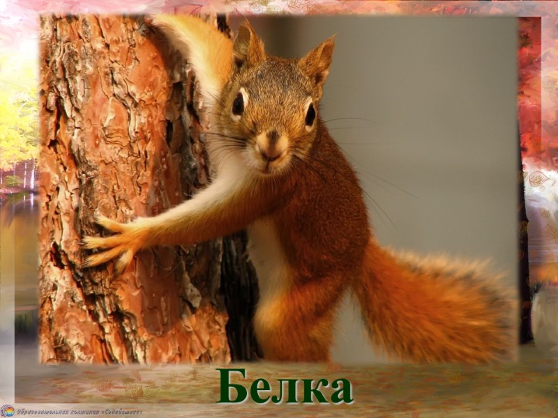 Белка По веткам скачет, Да не птица. Рыжая, но не лисица…